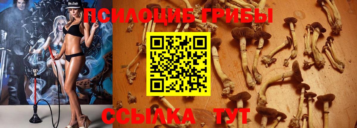 Тамбов  хочу   Вход с VPN  Галлюциногенные грибы мицелий 